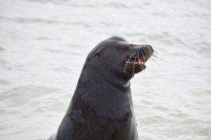 Talking Sea Lion