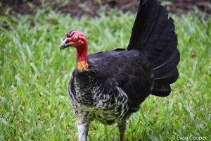 Australian Bushturkey