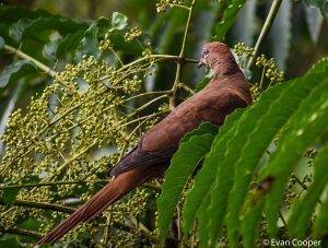 Brown-Cuckoo Dove #2, Wooroonooran