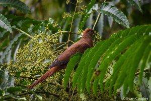 Brown-Cuckoo Dove, Wooroonooran