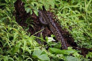 Python, Wooroonooran National Park, Australia