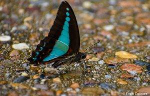 Butterfly, Misson Beach Australia